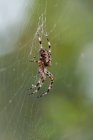 Araña de jardín europea colgando en la web vista de cerca - foto de stock