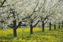 Reihe blühender Kirschbäume, die im Obstgarten stehen. Bayern, Deutschland, Europa. — Stockfoto
