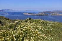 Ghirlanda crisantemo (Glebionis coronaria) sulla costa, penisola di Bozburun vicino a Marmaris, Egeo, Turchia — Foto stock