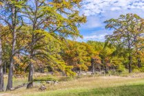 Texas Hill Country paesaggio in autunno. Cipressi colorati al fiume Frio a Garner State Park, Concan, Texas . — Foto stock