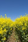 Квітуче жовте поле зґвалтування знизу під блакитним небом — стокове фото