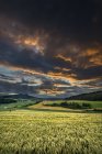 Germany, Baden Wuerttemberg, Constance, View of wheat field in sunset — Stock Photo