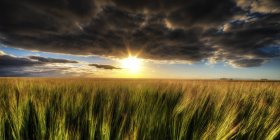 Regno Unito, Scozia, East Lothian, campo di orzo a North Berwick — Foto stock