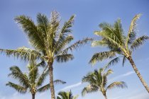 Estados Unidos, Hawái, Vista de palmeras contra el cielo - foto de stock