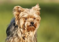 Close-up de Yorkshire Terrier cão olhando para a câmera — Fotografia de Stock