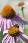 Germany, Bavaria, View of coneflower, close up — Stock Photo