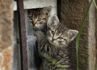 Gatitos jugando en ventana rota al aire libre - foto de stock