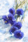 Bleuets bleus sur fond peint, gros plan — Photo de stock