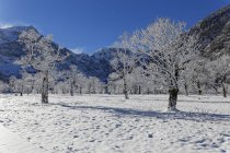 Австрия, Тироль, Энг, Осер Ахорн, пейзаж с покрытыми снегом карликовыми деревьями — стоковое фото