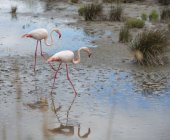 Francia, Provenza Alpes Costa Azul, Camarga, dos flamencos, Phoenicopterus roseus, caminando por el paisaje pantanoso - foto de stock