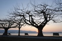 Germania, Lago di Costanza, panchine e alberi al tramonto sulla riva del lago — Foto stock