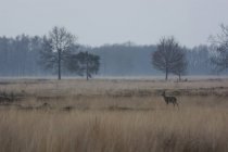 Landscape with bare trees and roe deer — Stock Photo