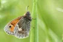 Маленькая вереск, Coenonympha памфил, бабочка висит на травинке — стоковое фото
