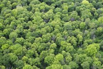 Germania, Veduta della foresta di Oppin durante il giorno — Foto stock