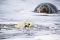 Adult grey seal and grey seal pup on beach at daytime, Duene Island, Helgoland, Germany — Stock Photo