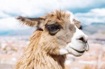 Peru, Cusco, Vista de perto da cabeça llama — Fotografia de Stock