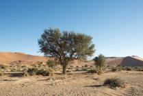 Africa, Namibia, Sossusvlei, Albero e cespugli alle dune di sabbia — Foto stock