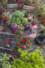 Jardinería, diferentes hierbas médicas y de cocina y herramientas de jardinería en la mesa de jardín - foto de stock