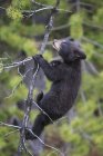 Amerikanischer Schwarzbär (ursus americanus) Junges klettert auf Baum — Stockfoto