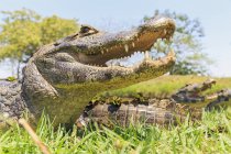 Sudamérica, Brasilia, Mato Grosso do Sul, Pantanal, cocodrilos de Yacare caimans - foto de stock