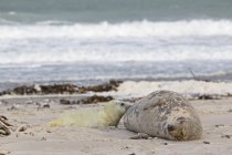 Foca gris amamantando a su cachorro en la playa durante el día, Isla Duene, Helgoland, Alemania - foto de stock
