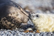 Foca gris adulta y cachorro de foca gris en la playa durante el día, Isla Duene, Helgoland, Alemania - foto de stock