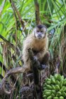 Closeup of Capuchin monkey sitting on branch of green tree at daytime — Stock Photo