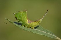 Англия, Puss Moth, Cerura vinula, Caterpillar — стоковое фото