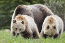 Famille des grizzlis, mère avec de jeunes animaux marchant au parc national Jasper et Banff, Alberta, Canada — Photo de stock