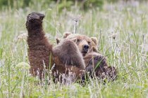 Коричневий матері ведмідь годування ведмідь дитинчат в зеленій траві з квітами в озеро Кларк Національний парк і заповідник, Аляска, США — стокове фото