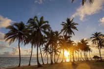 Playa tropical con palmeras al atardecer, República Dominicana - foto de stock