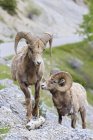Canada, Alberta, Montagnes Rocheuses, parc national Jasper, parc national Banff, deux mouflons d'Amérique des Rocheuses en mouvement — Photo de stock
