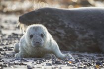 Foca gris adulta y cachorro de foca gris en la playa durante el día, Isla Duene, Helgoland, Alemania - foto de stock