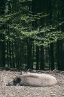 Кабан, отдыхающий на краю леса — стоковое фото