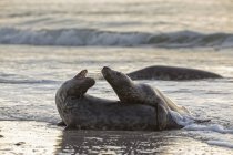 Pareja de focas grises jugando en la playa durante el día, Helgoland, Alemania - foto de stock