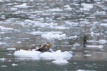 USA, Alaska, Seward, Resurrection Bay, due foche portuali (Phoca vitulina) adagiate su un lastrone di ghiaccio — Foto stock