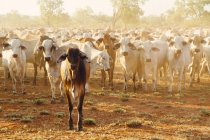 Австралия, Западная Австралия, австралийский скот на ферме — стоковое фото