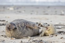 Foca gris adulta y cachorro de foca gris en la playa durante el día, Isla Duene, Helgoland, Alemania - foto de stock