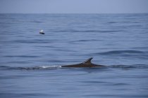 USA, Alaska, Seward, Resurrection Bay, barbatana dorsal de baleia-comum (Balaenoptera physalus
) — Fotografia de Stock