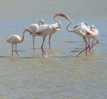 Francia, Provenza Alpes Costa Azul, Camarga, flamencos en interacción, Phoenicopterus roseus - foto de stock