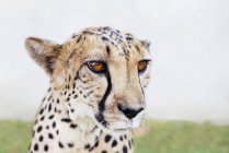 Namíbia, Kamanjab, retrato de chita mansa — Fotografia de Stock