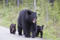 Oso negro americano con cachorros de oso caminando por la carretera durante el día, Parque Nacional Jasper, Alberta, Canadá - foto de stock