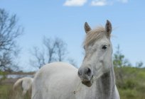 Francia, Provenza Alpi Costa Azzurra, Camargue, Camargue cavallo mangia erba primo piano — Foto stock