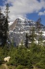 Canada, Alberta, Rocheuses, parc national Jasper, parc national Banff, chèvre de montagne (Oreamnos americanus) devant le paysage montagneux — Photo de stock