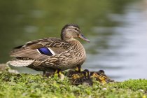 Pato mallardo hembra con patitos en la hierba - foto de stock