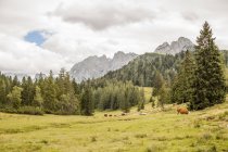 Austria, Lungau, vacas en pastos verdes, paisaje alpino con nubes en el fondo - foto de stock