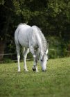 Germany, Baden-Wuerttemberg, Arabian horse grazing on green pasture, front view — Stock Photo
