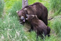 Brown bears mating at Katmai National Park, Alaska, USA — Stock Photo