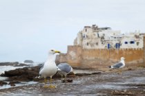 Marruecos, Essaouira, vista a la fortaleza, tres gaviotas de pie en frente - foto de stock