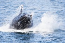 США, Аляска, Сьюард, Воскресіння Bay, стрибки горбатих китів (Megaptera novaeangliae) — стокове фото
